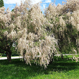 Tamaris d'été blanc / Tamarix ramosissima alba